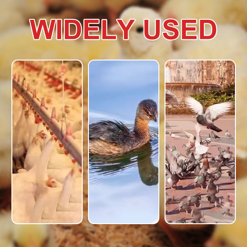 🔥New Hot Selling❤️🔥 Eco-Friendly Poultry Automatic Poultry Waterer