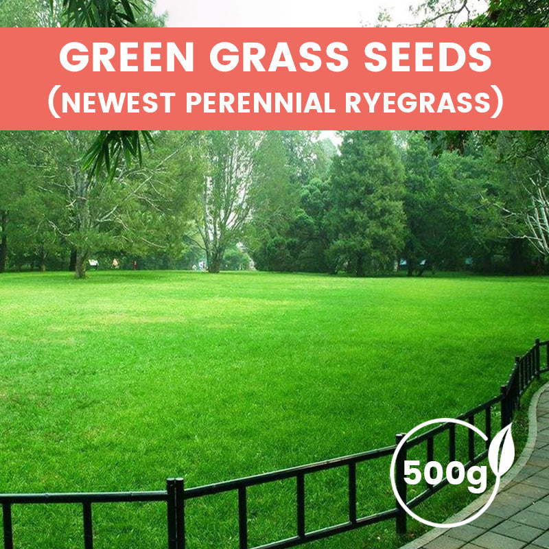🔥Grass Seeds for Lawn and Golf Course