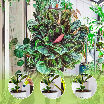 🔥2025 New Arrival🔥 Liquid Nutrient For Outdoor & Indoor Plants