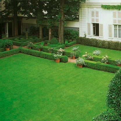 🔥Grass Seeds for Lawn and Golf Course