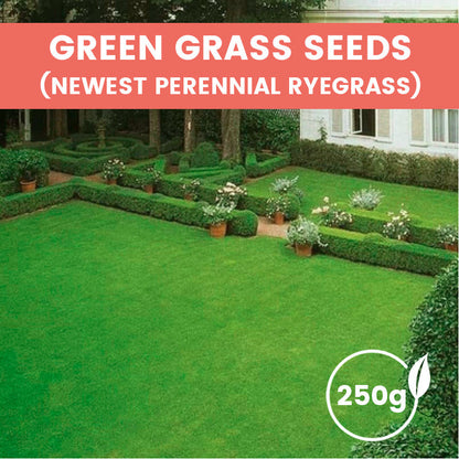 🔥Grass Seeds for Lawn and Golf Course