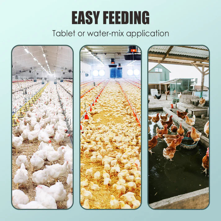 Feed Additives for Poultry Farming